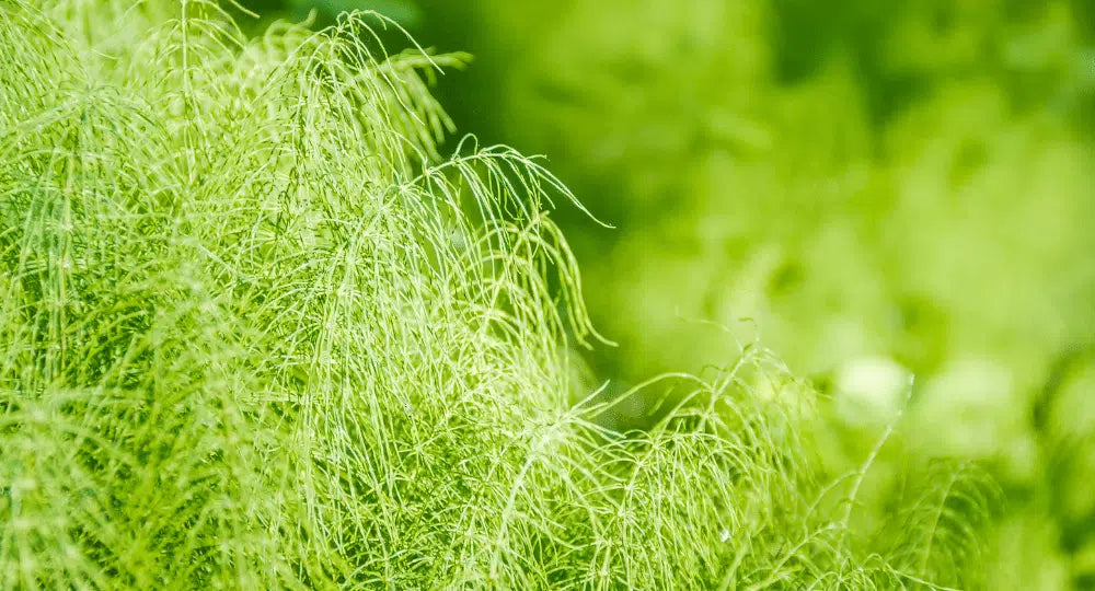 Schachtelhalm: Gegenanzeigen und Nebenwirkungen