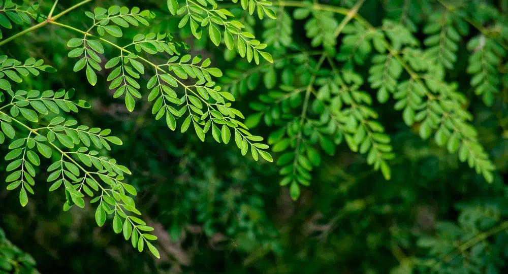 Die Moringa selbst anbauen und davon profitieren