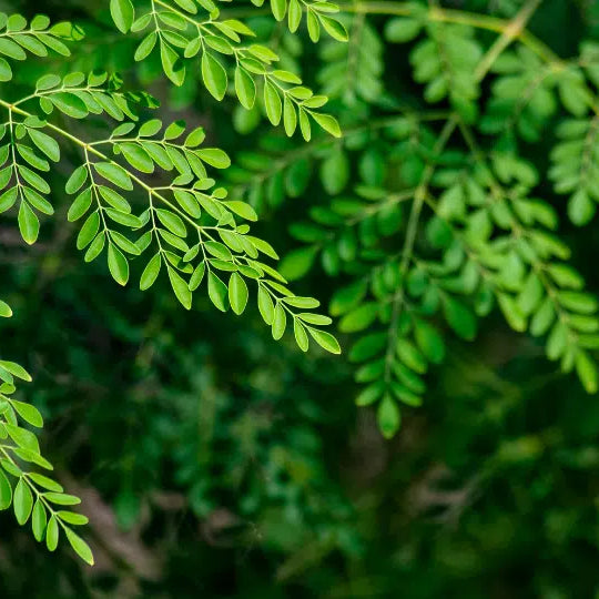 Die Moringa selbst anbauen und davon profitieren