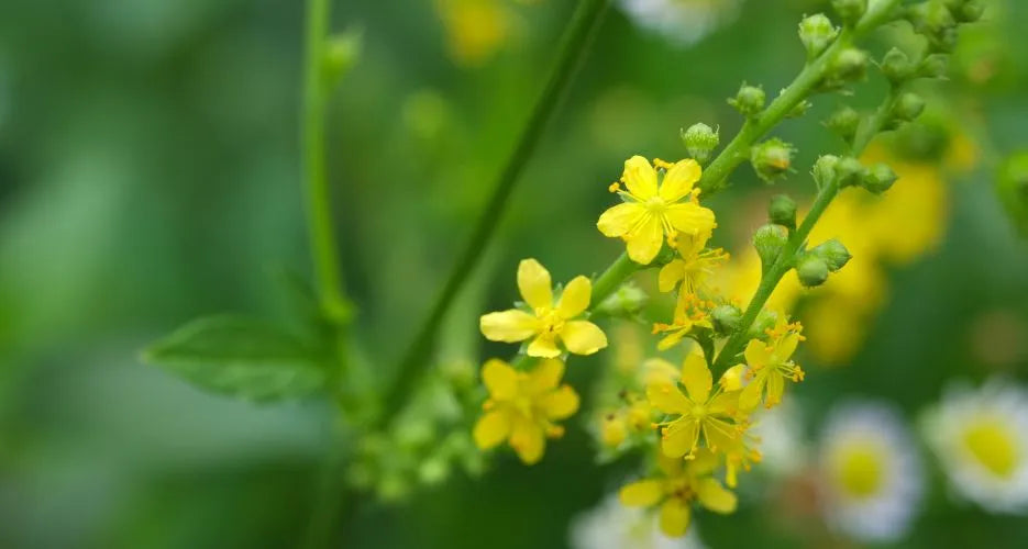 Eigenschaften und Vorteile von Agrimony
