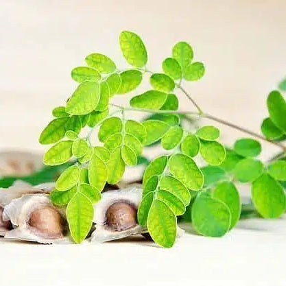 Moringa, wo sie kaufen und wie sie auswählen können