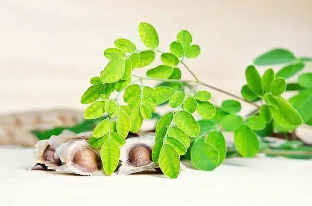 Moringa, wo sie kaufen und wie sie auswählen können