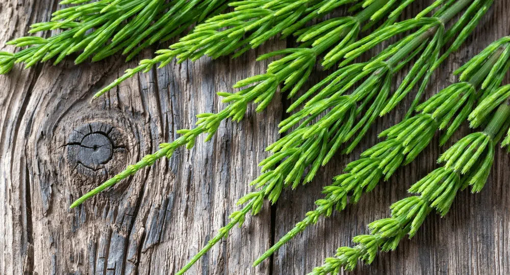 Schachtelhalm: Wofür ist es gut und wie hilft es deinen Haaren