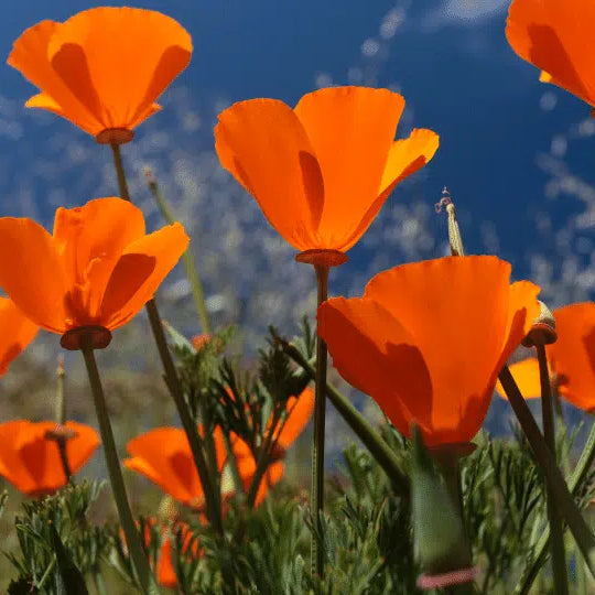 Kalifornischer Mohn (Eschscholzia): Eigenschaften und Anwendungen