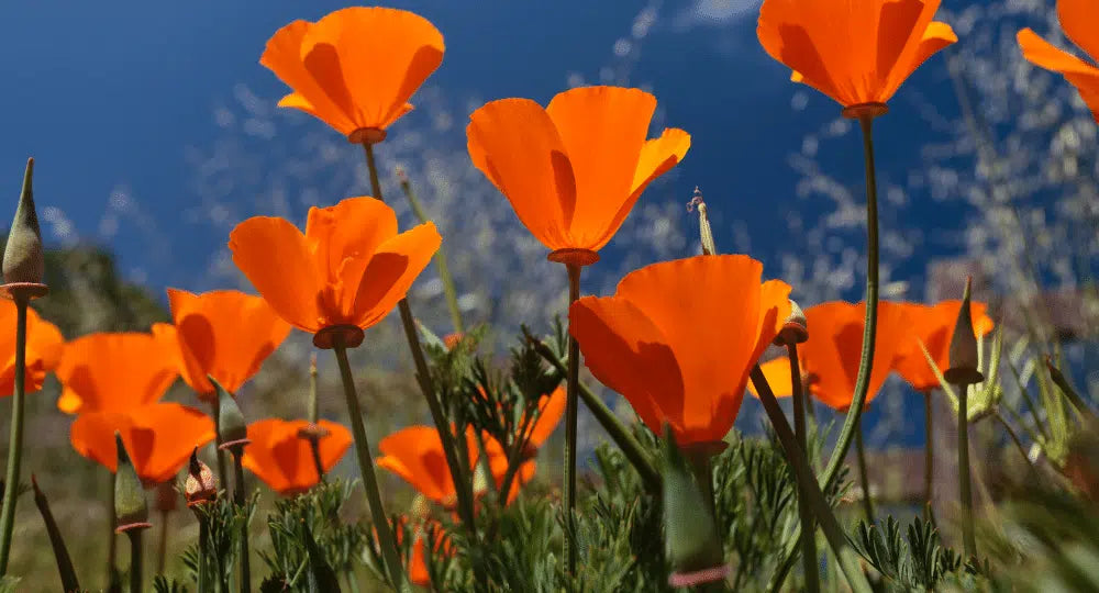 Kalifornischer Mohn (Eschscholzia): Eigenschaften und Anwendungen