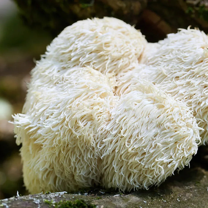 Lion's Mane: cos'e, proprieta e benefici di Hericium erinaceus
