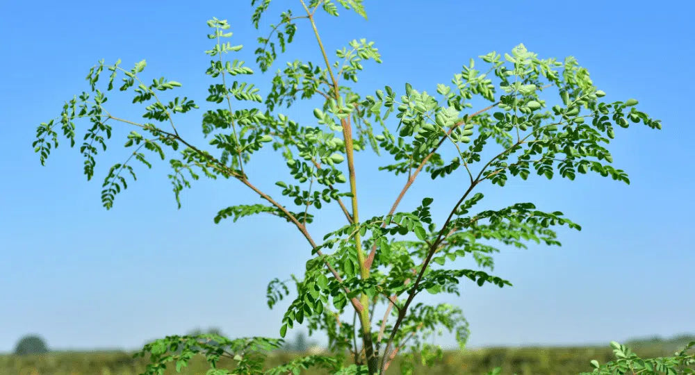 Moringa oleifera: Ein Baum, der bis zu 9 Meter hoch wird und Wohlbefinden  in sich trgt  RedMoringa