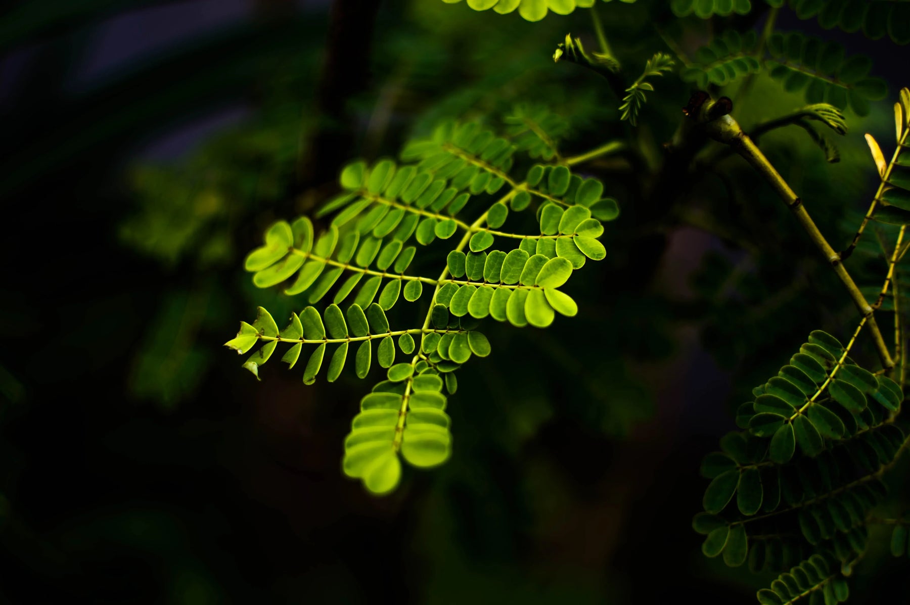 Moringa in Stillzeit und Postpartum: Vorteile und Sicherheit