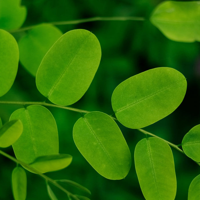Wie man das beste Moringa auswählt: ein praktischer Leitfaden
