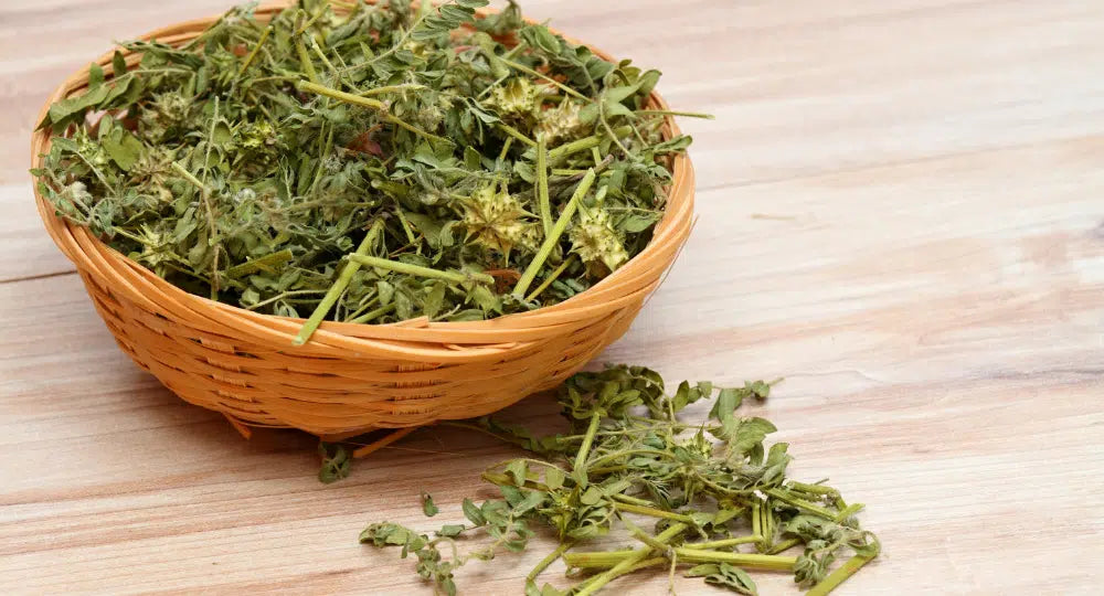 Tribulus Terrestris, wofür es verwendet wird, Eigenschaften und