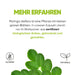 Blätter der Moringa oleifera aus zertifiziert biologischem Anbau, getrocknet und gemahlen