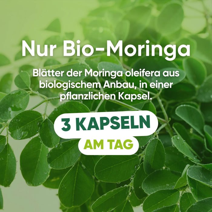Nur Blätter der Bio-Moringa oleifera in pflanzlicher Kapsel, 3 Kapseln am Tag