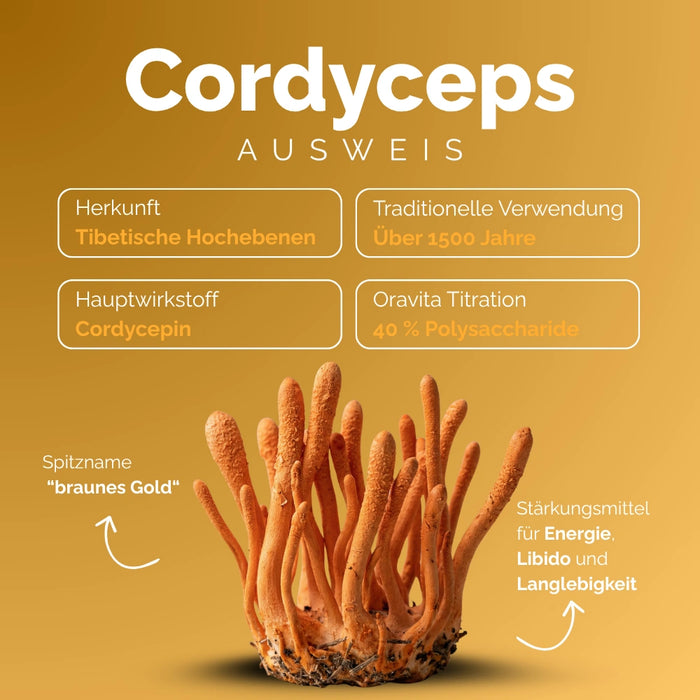 Kit 4 Pilze – Cordyceps Ausweis: Cordycepin, 40% Polysaccharide, Energie und Langlebigkeit