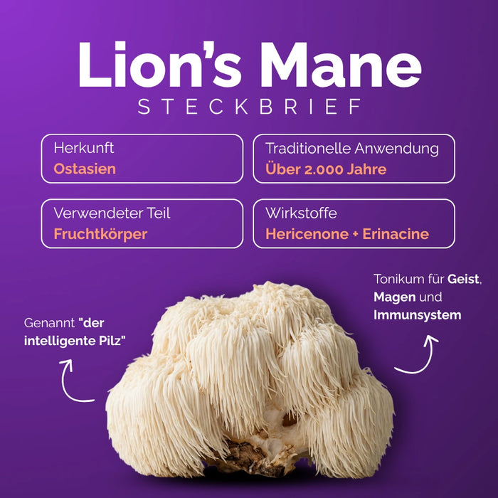 Kit 4 Pilze – Lion's Mane Steckbrief: Hericenone + Erinacine, Geist und Konzentration