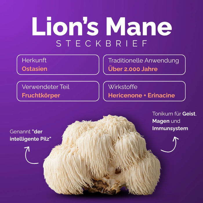 Lion's Mane – der "intelligente Pilz" aus Ostasien: Hericenone + Erinacine, Fruchtkörper 30% Polysaccharide
